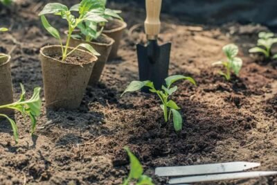 Green-Garden-Pepper-Seedling-Gardening-Planting
