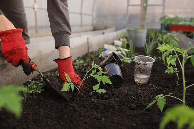 How to Start A Garden From Scratch | Even As An Absolute Novice.