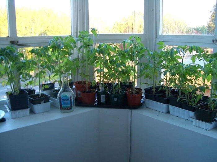 Tomato-seedlings- growing in an indoor garden