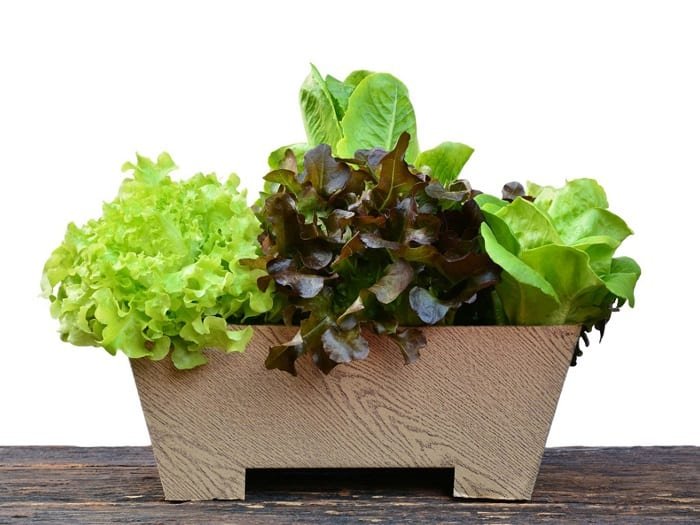 container-lettuce