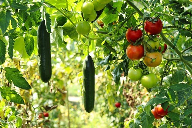 cucumber and tomato growing in a garden -How to Start A Garden From Scratch