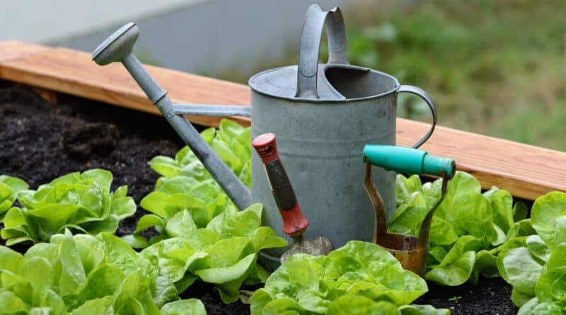 gardening tips for growing vegetables
