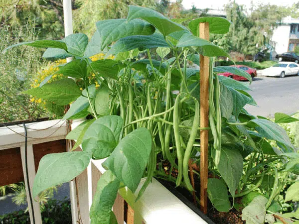 green-beans-in-container