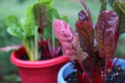 Top 15 Easy Vegetables to Grow all Year Round in Pots