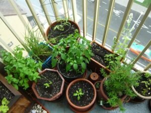 growing herbs and vegetables indoors