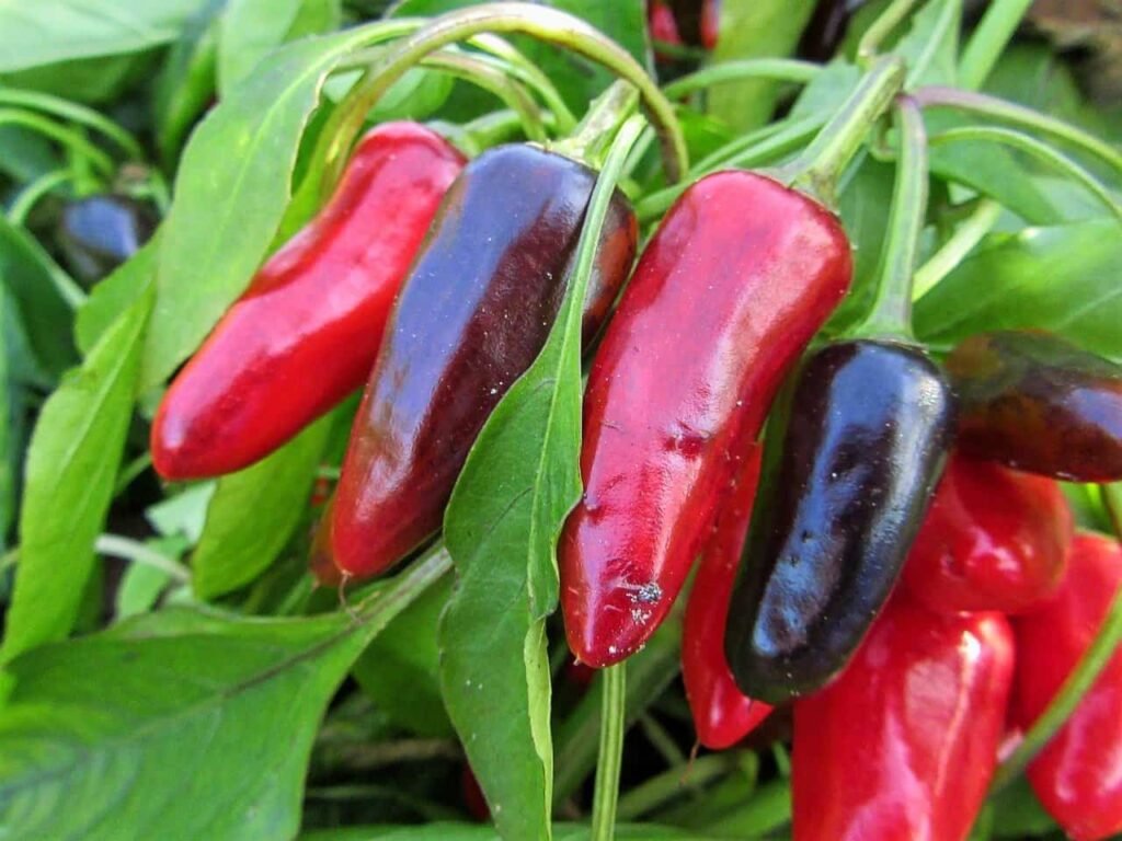 peppers can be grown all year round