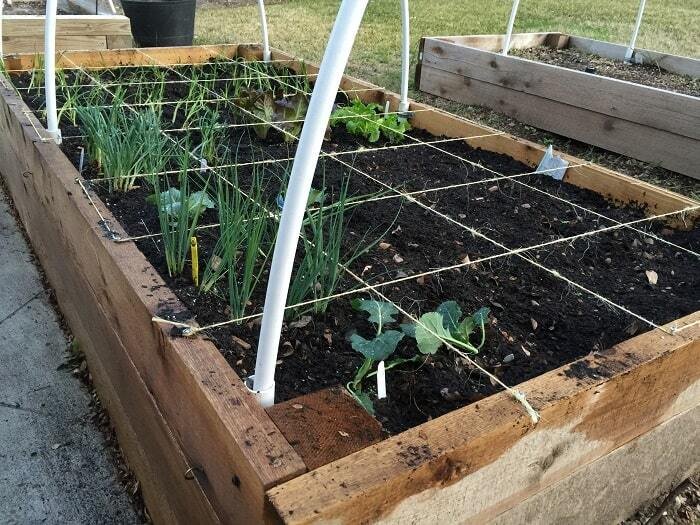 raised-bed-gardening-for-vegetable-farming