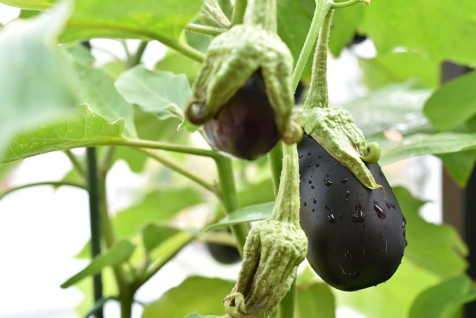 Food Eggplant Fruits Vegetable Plant Organic
