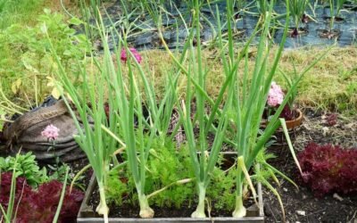 Garlic-companion-plants