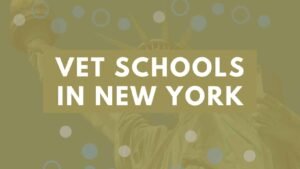 Vet-Schools-In-New-York