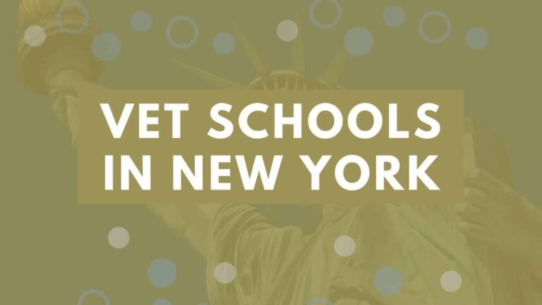 10 Vet Schools in New York 2022 | Enroll Into New York Veterinary Colleges.