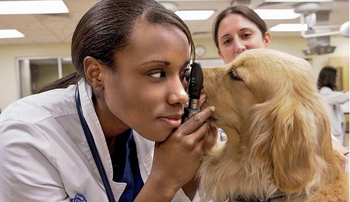 Vet-Schools-In-New-York-for-Veterinary-Medicine