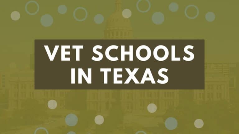 10 Vet Schools In Texas 2022 | Enroll Into Texas Veterinary Colleges