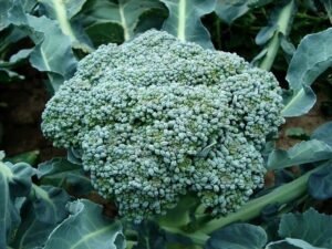 how to grow broccoli plant