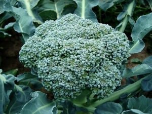 How To Grow Broccoli From Seeds