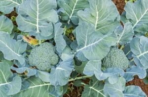 Top 10 Broccoli Companion Plants And 16 You Should Avoid