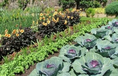 cabbage-companion-plants-in-a-garden