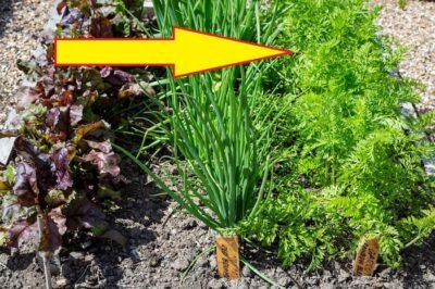 carrot-companion-plants