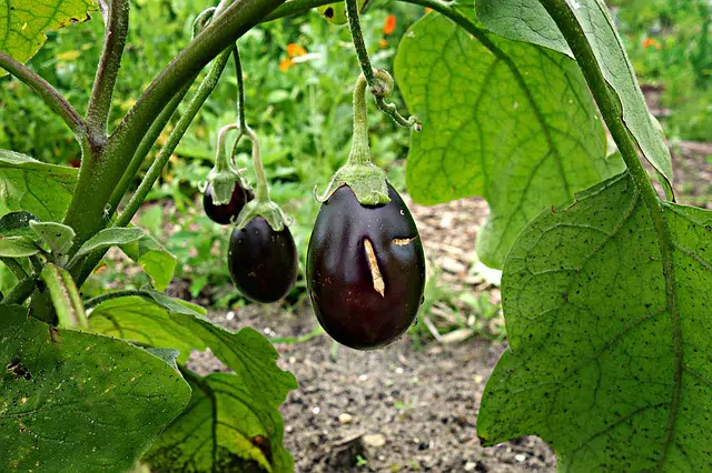 eggplant- companion plants