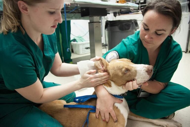 Florida Veterinary Medicine Schools 768x512 