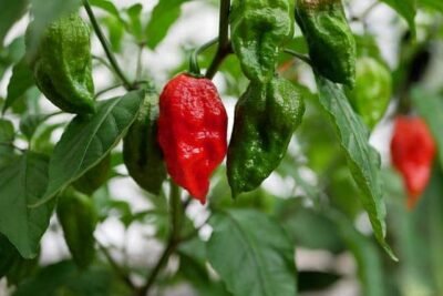 10 Best Pepper Companion Plants And 5 You Should Avoid