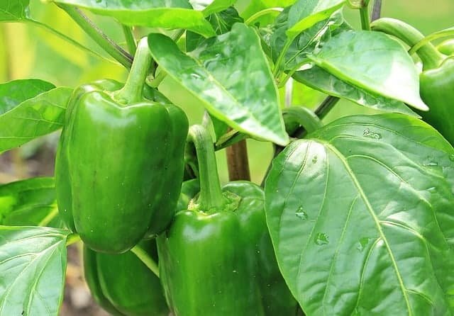 green bell peppers - how to grow bell peppers