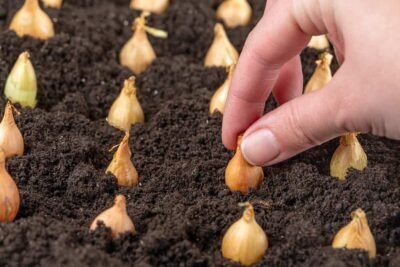 how-to-grow-onions-a-man-placing-onion-seedlings-on-the-soil