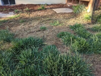 How To Stop Grass From Growing Fast (5 practical steps)