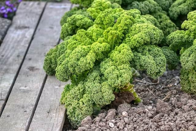 kale-plant