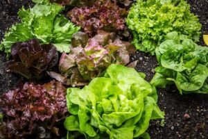 Top 10 Lettuce Companion Plants And 10 You Should Avoid