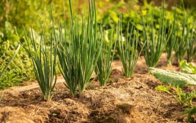 Top 10 Onion Companion Plants And 4 You Should Avoid