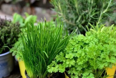parsley-companion-plants