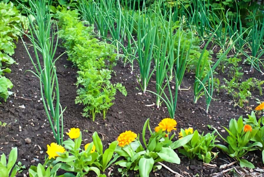 plants to grow with carrots