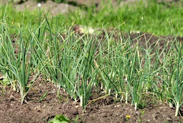plants-to-grow-with-garlic