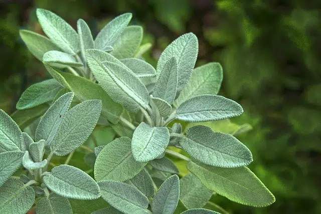 plants-to-grow-with-sage
