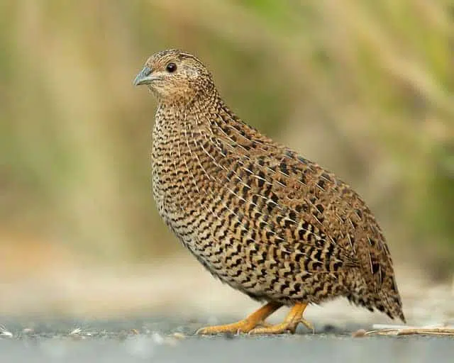 How to Start Quail Farming for Beginners