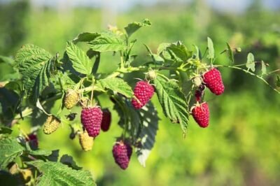 Top 10 Raspberry Companion Plants 2022