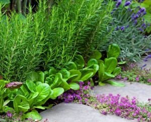 Top 10 Rosemary Companion Plants And 5 You Should Avoid