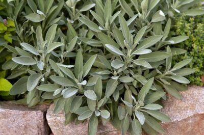 10 Best Sage Companion Plants And 5 You Should Avoid