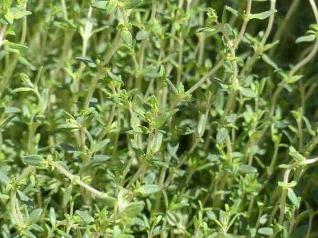thyme plant