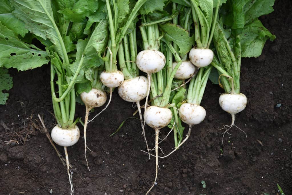turnip-companion-plants
