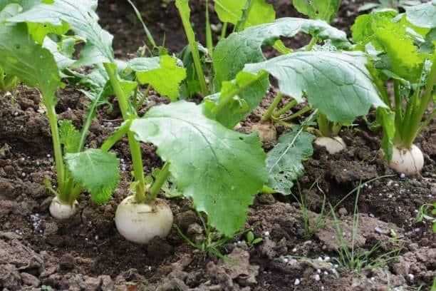 Top 10 Turnip Companion Plants