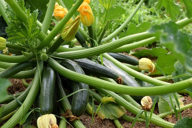 zucchini-plants