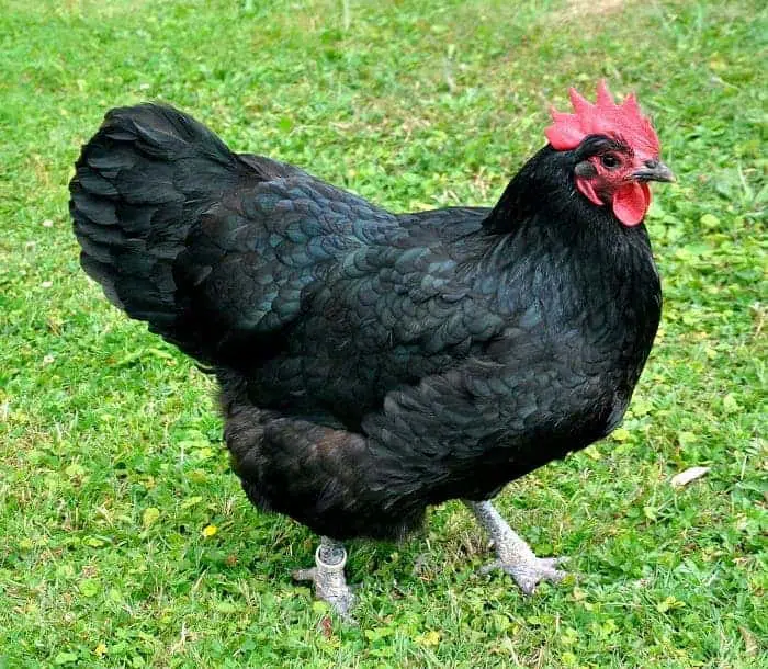 black Australorps hen