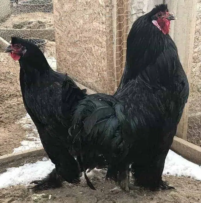 black Breda Chicken by Dr Waltz