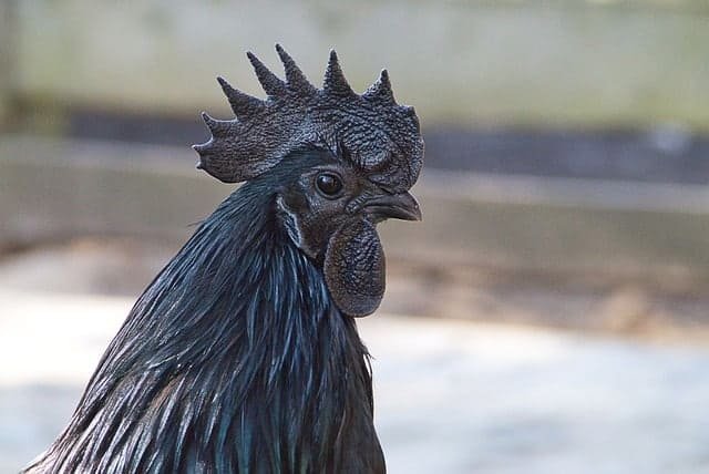 black ayam cemani chicken breed