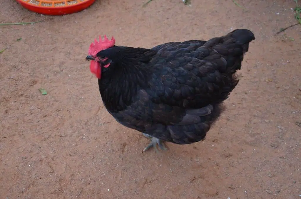 black cochin chicken breed