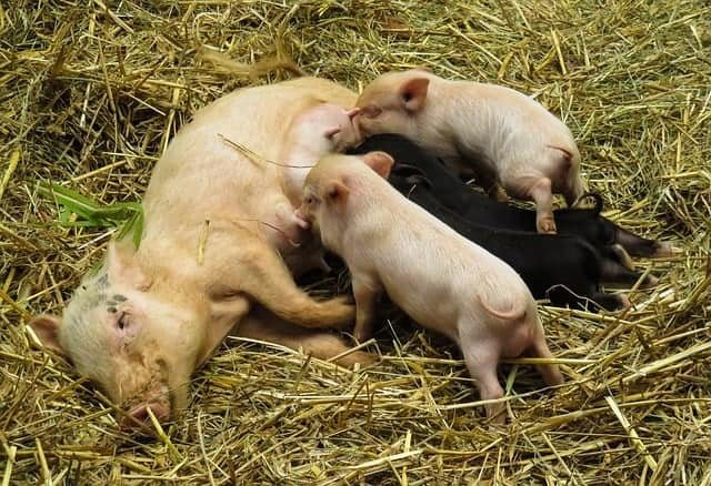 what do piglets eat -  piglets sucking milk from a sow lying on the floor.