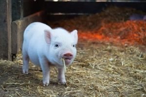 What do Pigs Eat? [Most Essential Food for Pigs]
