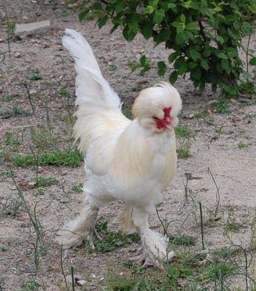 A white Sultan Chicken